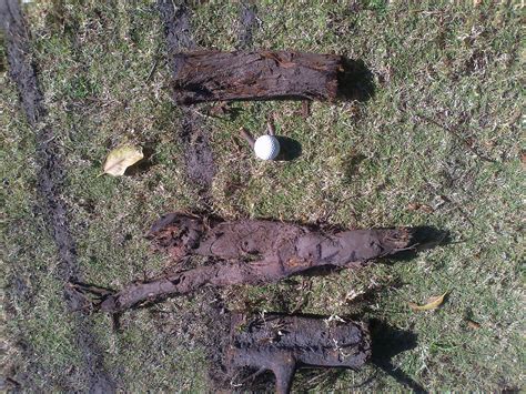 Coolangatta Tweed GC Course Maintenance: Tree root pruning