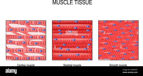 Skeletal Muscle Cell Structure