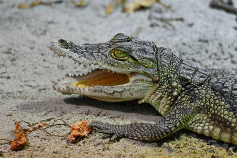 13 Wild Animals in Guinea [Wildlife in Guinea] - Kevmrc