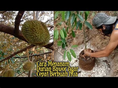 Penanaman Durian Bawor Dilahan Tanah Keras Agar Cepat Berbuah Youtube