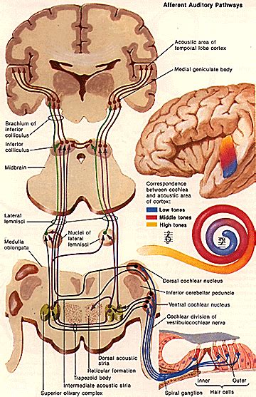 Physiology Of Auditory Stimuli Neurophysiologicaltheory