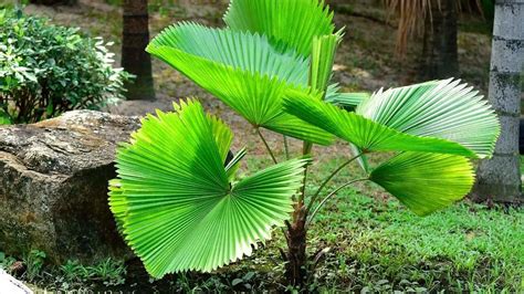 11 Big Leaf Plants AnnemarieFinley