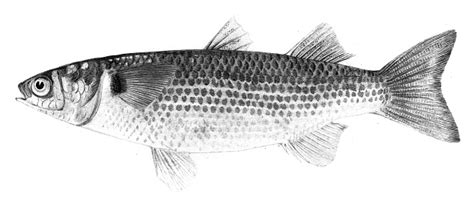 Ukiran Ikan Mullet Bergaris 1842 Ilustrasi Stok Unduh Gambar Sekarang