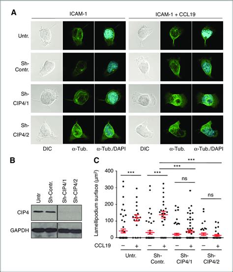 CIP4 Is Required For CCL19 Driven Lamellipodium Assembly In JVM3 Cells