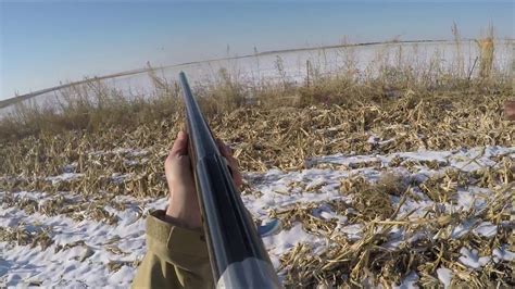 A Colorado Pheasant Hunt Opening Day Of The Colorado Upland Season