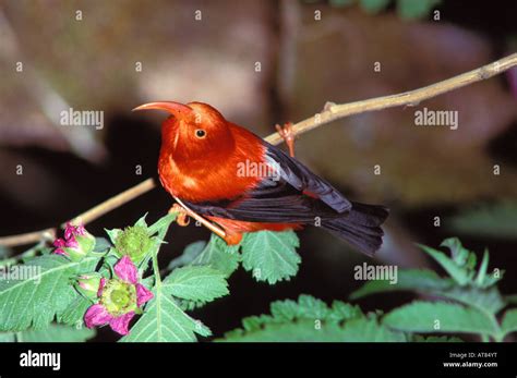 Hawaiian Honeycreeper Hi Res Stock Photography And Images Alamy