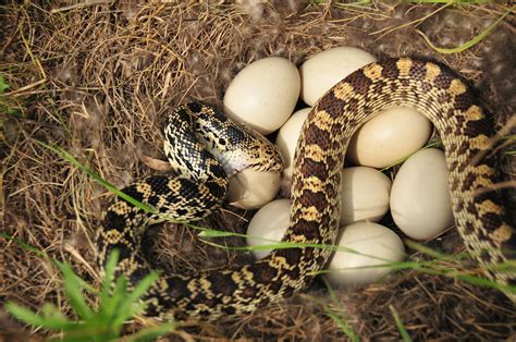 Bullsnake preying on mallard eggs at Lacreek National Wildlife Refuge in South Dakota | FWS.gov