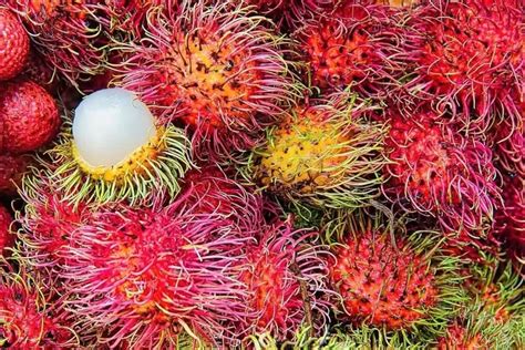 Manfaat Buah Rambutan Untuk Kesehatan Reproduksi Pria Dan Wanita Pengabar