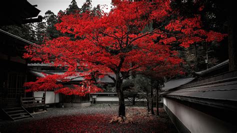 Fonds d'écran Japon, maison, arbre, feuilles rouges, automne 1920x1200 HD image