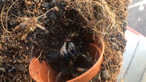 Brachypelma Auratum Molting YouTube