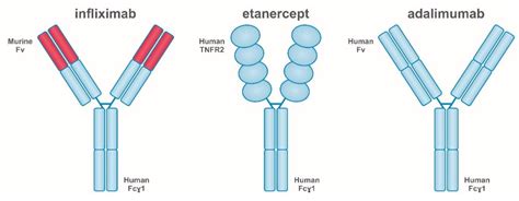 Ijms Free Full Text The Role Of Tnf And Anti Tnf Agents During