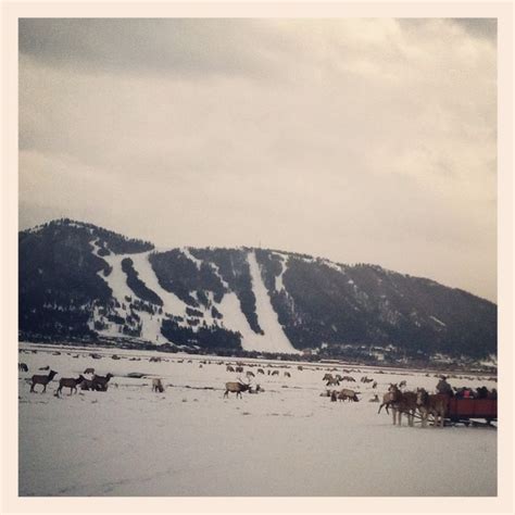 a group of horses pulling a sleigh in the snow with mountains in the ...