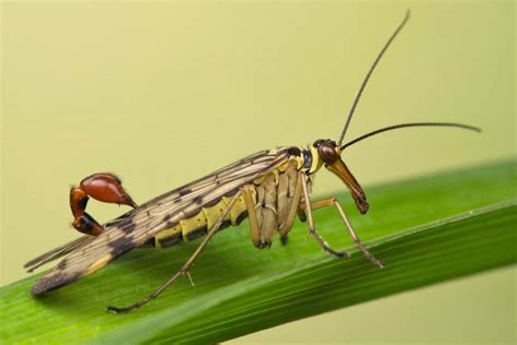 Of The Weirdest And Creepiest Arthropods On The Planet