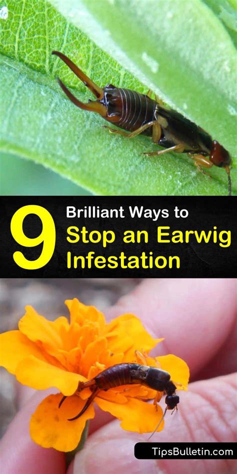 9 Brilliant Ways To Stop An Earwig Infestation