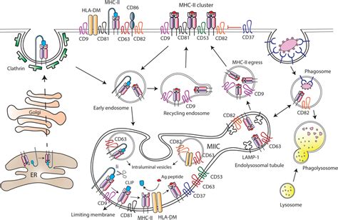 Frontiers Tetraspanins As Organizers Of Antigen Presenting Cell Function