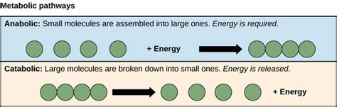 6.3: Energy and Metabolism - Metabolic Pathways - Biology LibreTexts