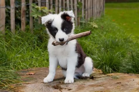 When Do Border Collies Stop Growing Growth Cycle And More