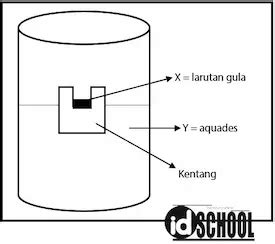 Perhatikan Gambar Percobaan Osmosis Berikut Idschool Net