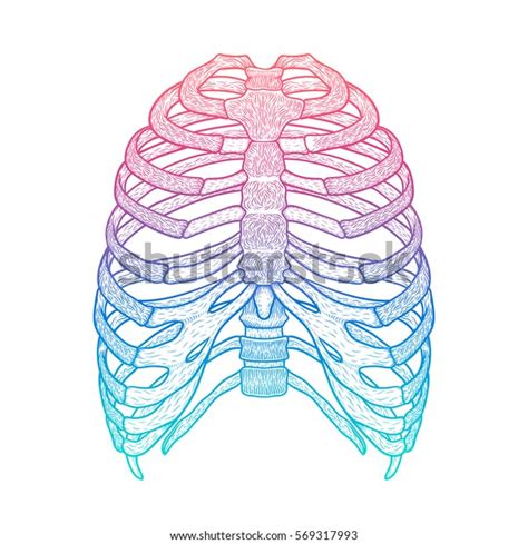 Illustration Human Rib Cage Line Art เวกเตอร์สต็อก ปลอดค่าลิขสิทธิ์