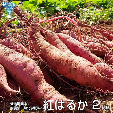 紅はるか 2kg 化学肥料・農薬不使用 鹿児島県産 宮崎県産 土付き さつまいも 薩摩芋 サツマイモ からいも べにはるか 国産 スイート