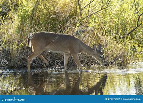 Key Deer in Natural Habitat in Florida State Park Stock Image - Image of juvenile, herbivore ...