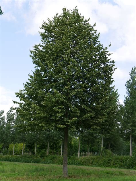 Tilia Cordata Greenspire Tilia Cordata Greenspire Van Den Berk