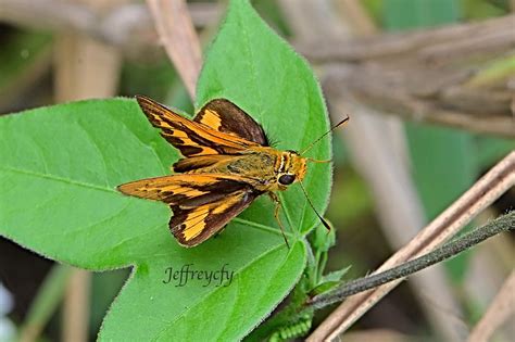 長標弄蝶 橙黃斑弄蝶 Pale Palm Dart Telicota colon Jeffreycfy Flickr