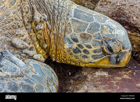 Turtle In Maui Stock Photo Alamy