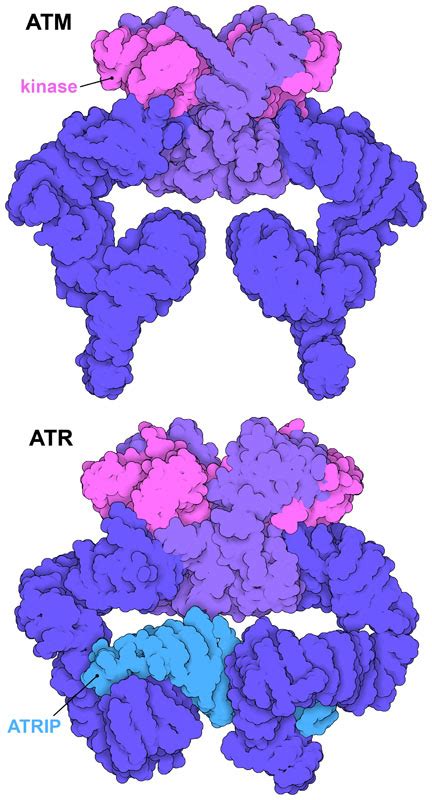 PDB 101 Molecule Of The Month ATM And ATR Kinases