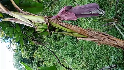 Viral Pisang Aneh Youtube