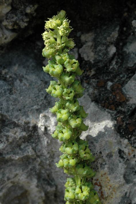 Reseda Luteola Resedaceae Image 5887 At PhytoImages Siu Edu