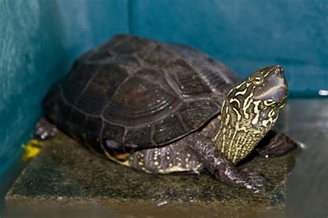 Reeve's Turtles - Learn About Nature