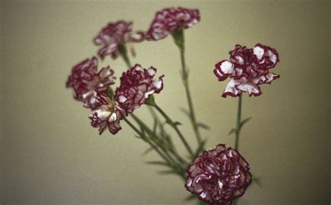 Carnations | Carnations, Photography, Flickr