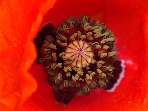 Images Gratuites la nature feuille fleur pétale pollen rouge