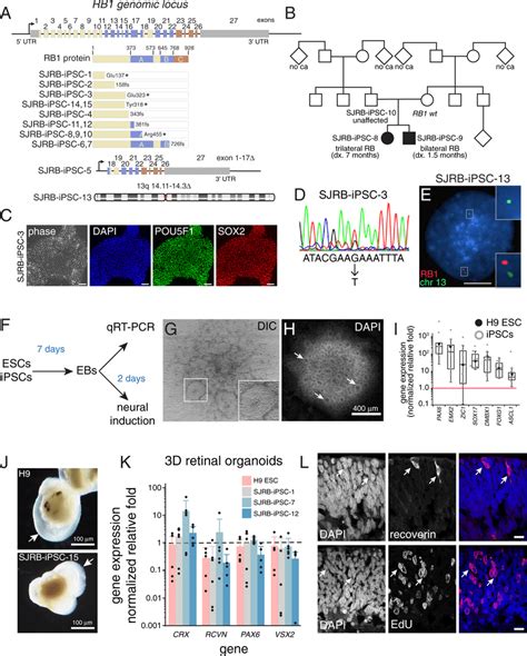 Generation Of IPSC Lines From Patients With Germline RB1 Mutations A