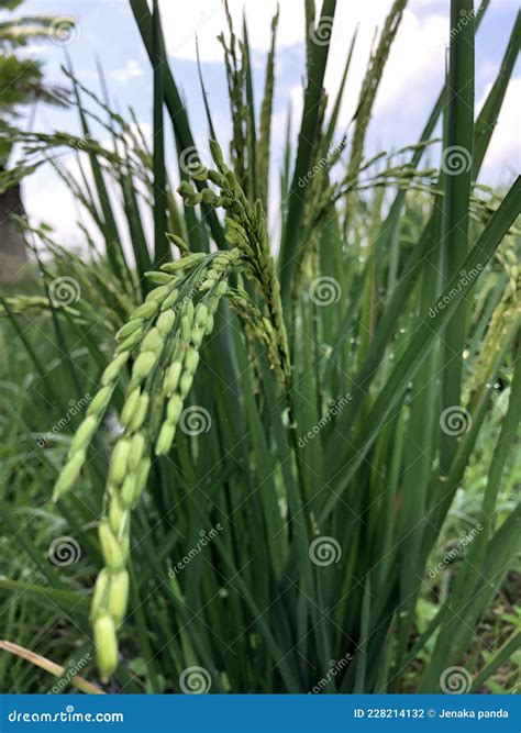 Planta De Sementes De Arroz Foto De Stock Imagem De Semente Planta