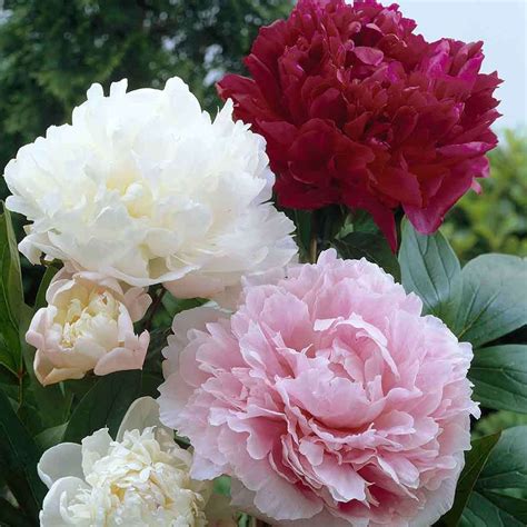 3 Paeonia Collection Sibullilled