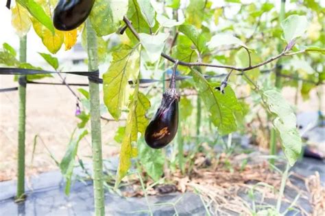 【家庭菜園】 春に植えるおすすめ野菜38選｜栽培のコツや注意点を紹介 植物とあなたをつなぐplantia