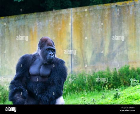 Close Up Of Gorilla Gorilla Gorilla Gorilla Adult Male Western