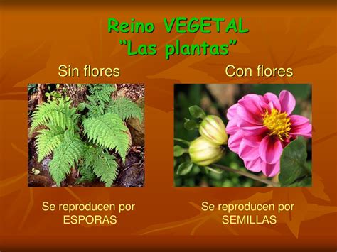 Sureste Casado Factor Malo Clasificacion De Las Plantas Con Flores Y