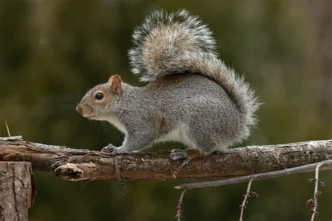 7 Types Of Squirrels In Florida With Pictures Untamedanimals