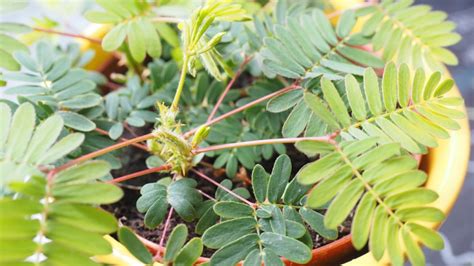 Le Pouvoir De Guérison Du Mimosa Pudica 10 Bienfaits Top Recettes