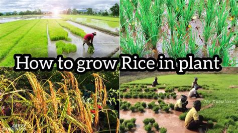 How To Grow Rice Plant How Rice Is Made Step By Step Growing How Does