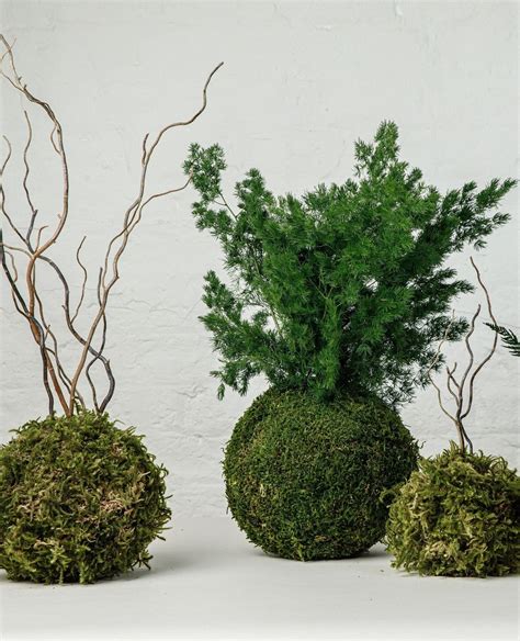 Plant inspiration: Preserved Kokedamas 🌿⁠ ⁠ Kokedamas are moss balls