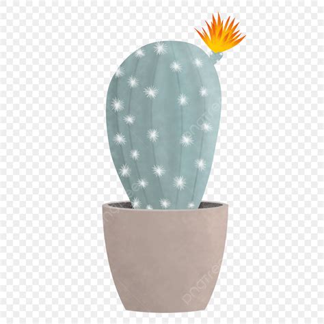 Cute Cactus Hd Transparent Cute Ornamental Cactus Or Succulents