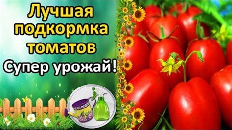 ЛУЧШИЙ СПОСОБ УВЕЛИЧИТЬ ЗАВЯЗЬ НА ТОМАТАХ! БОРНАЯ КИСЛОТА – ПОДКОРМКА ...
