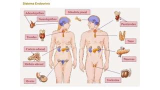 Farmacolog A Endocrina Y Deportiva O Pptx