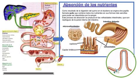 Sistema digestivo 2 Intestino delgado absorción de Nutrientes PPT