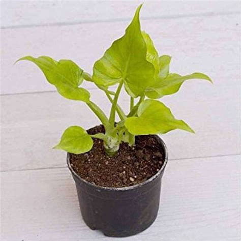 Buy Philodendron selloum (Golden) - Plant online from Nurserylive at ...