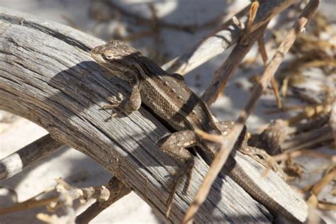 Wild Herps Southwestern Fence Lizard Sceloporus Cowlesi